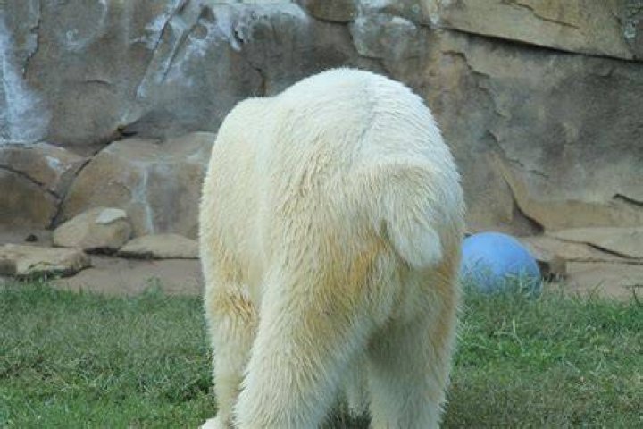 20+ Polar Bear Tail Images Polar Bear Pictures