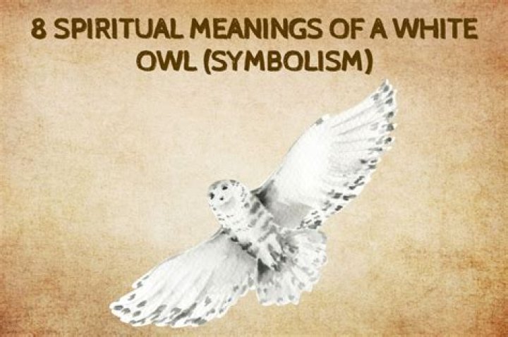 8 Spiritual Meanings Of A White Owl (Symbolism) ·