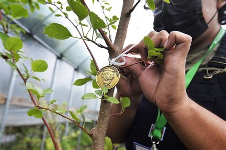9/11 Survivor Trees a symbol of hope and resilience across the world
