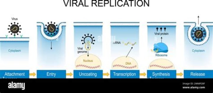 A Journey Into Viral Phenomenons