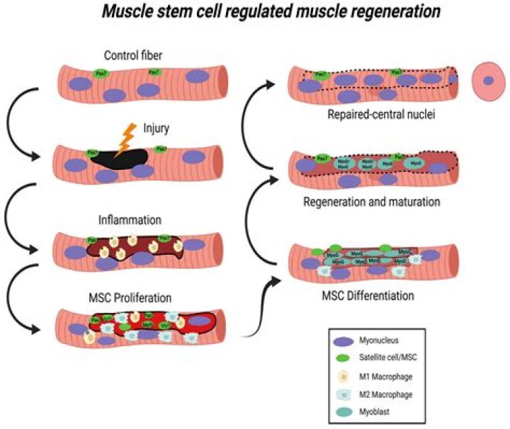 A Journey Of Muscle And Controversy
