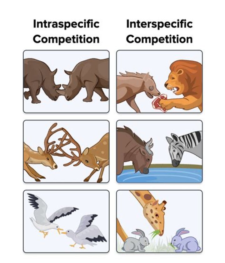 A Tale Of Inter-species Bonding