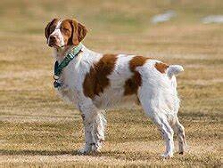 Brittany Spaniel Wikipedia