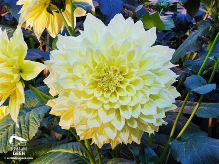 Dahlia Dreams Earth Design Gardens