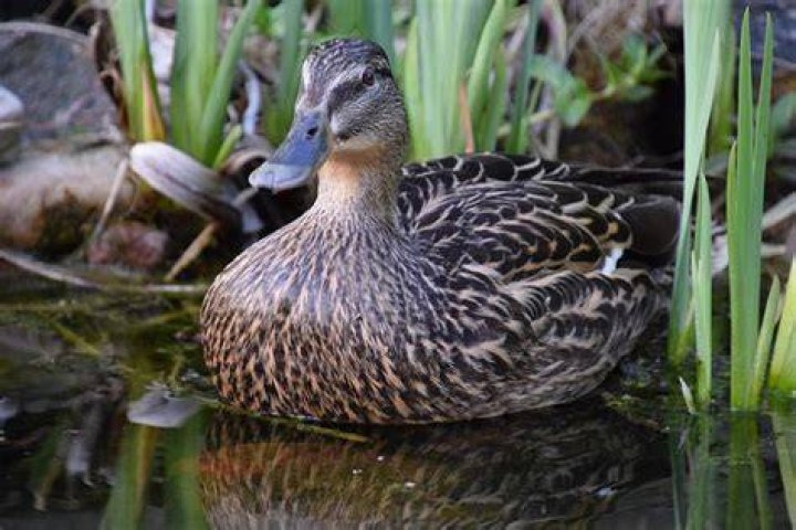 Duck with Reed by Chris Pantos (Art Glass Perfume Bottle) Antique