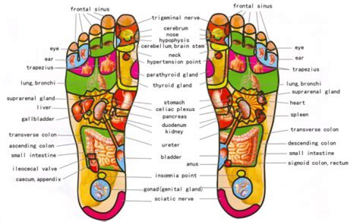 Foot Reflexology Chart What Is It and How Do I Use It? PureWow