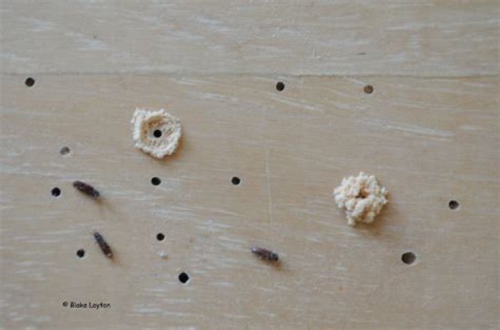 Household Insects | Mississippi State University Extension Service