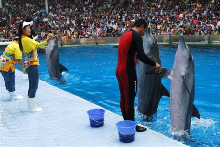 How Smart Are Dolphins Really? A Ranking of Dolphins Against Other Animals Best Life
