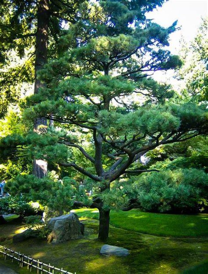 Japanese Black Pine Trees For Sale Online The Tree Center&trade;
