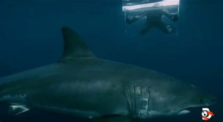 Jimi Partington's Shark Attack And Its Lessons