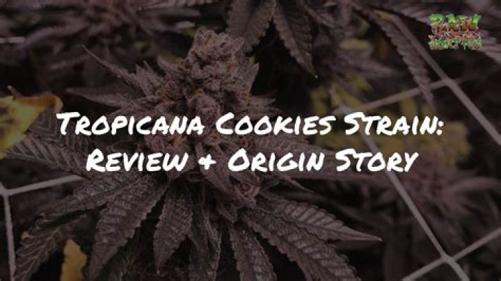 Medicinal Benefits of the Tropicana Cookies Cannabis Strain