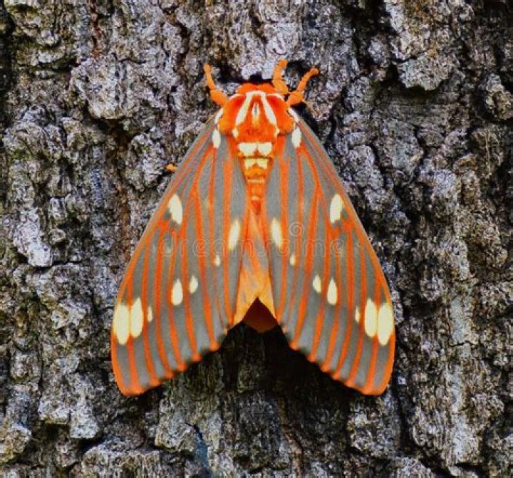 Moth Photographers Group North American Moths Saturniidae