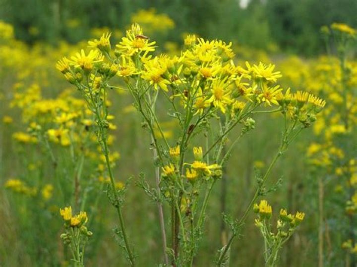 Pollen Count Photograph by Joanna Kasprzak Fine Art America