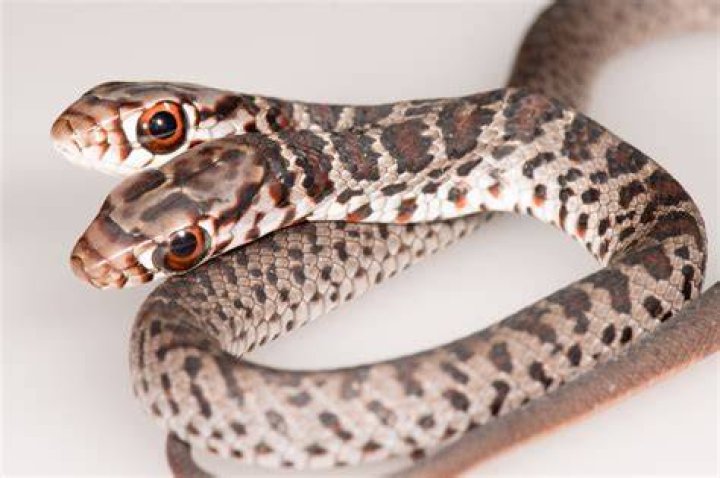 Rare, 2headed snake discovered by Florida house cat Live Science