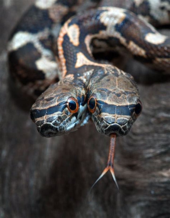 Rare Snake with Two Heads Devours Two Mice at the Same Time Nature