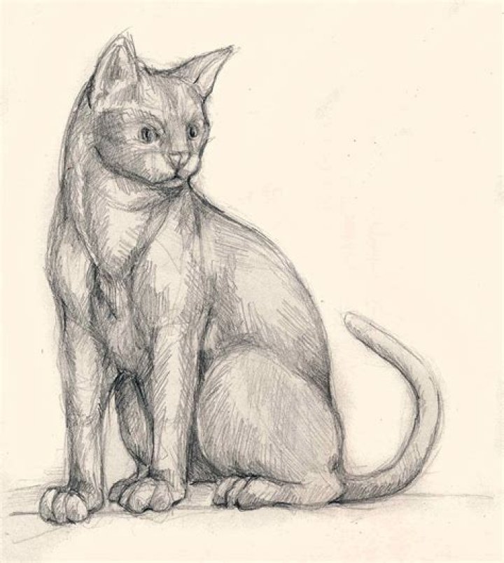Sitting cat by Amarevia on DeviantArt Animal drawings, Cat drawing