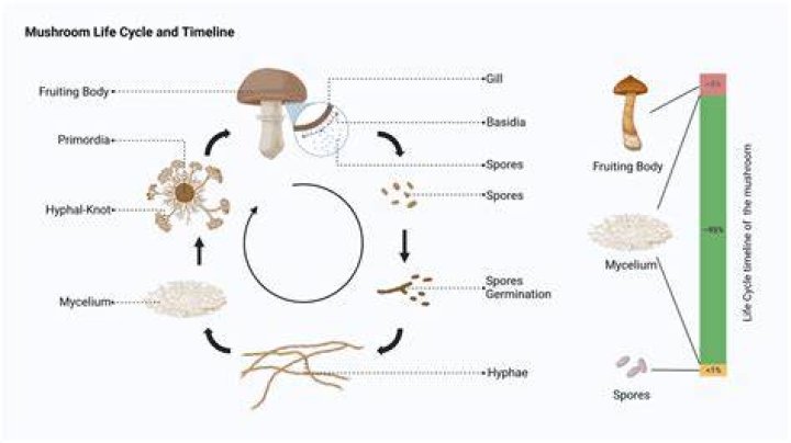 The Mushroom Life Cycle Forest Origins