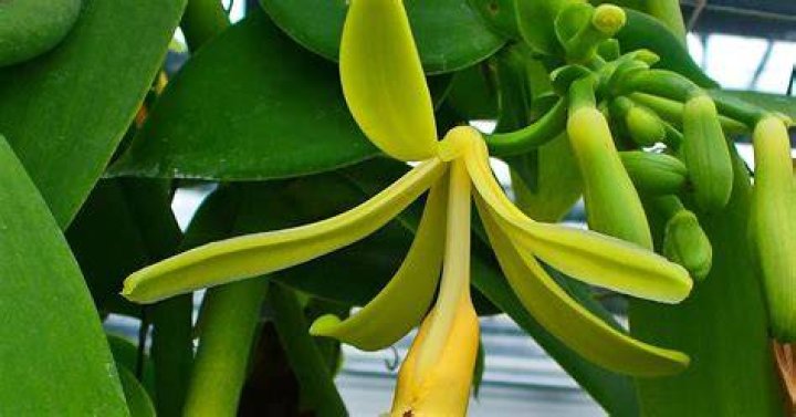 The Study of Flowers Vanilla planifolia