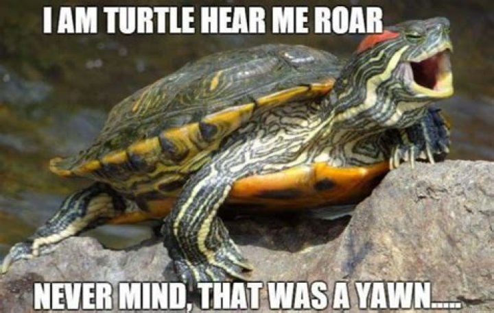 Turtle Meme Over The Hedge: Hilarious Memes And GIFs