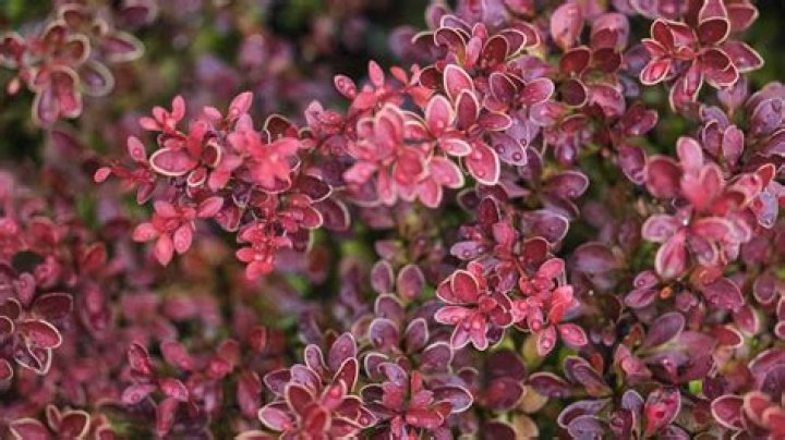 Unveil The Secrets Of The Barberry McMinnville Oregon: A Gardener's Paradise