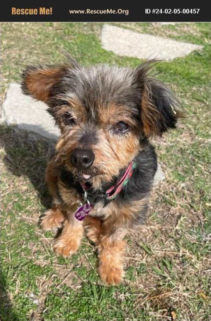 Unveiling The Secrets Of Yorkie Rescue Los Angeles: Discoveries And Insights