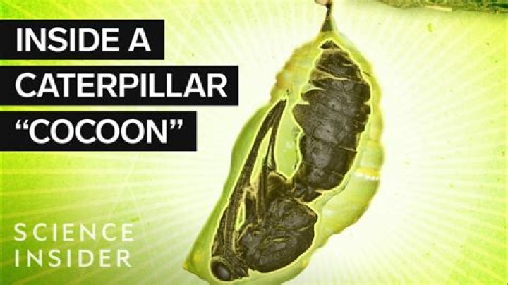 What's Inside a Caterpillar Cocoon and Butterfly Chrysalis