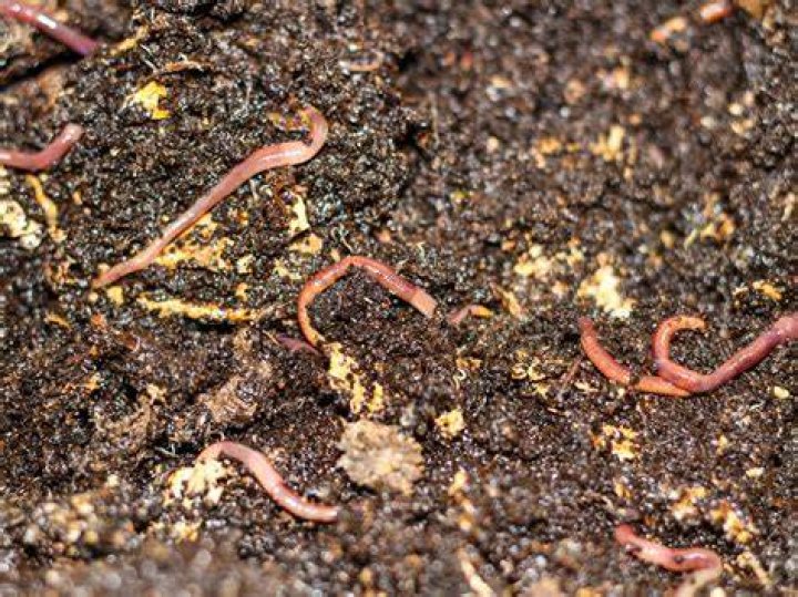 What are earthworm castings? What to know about the little dirt mounds