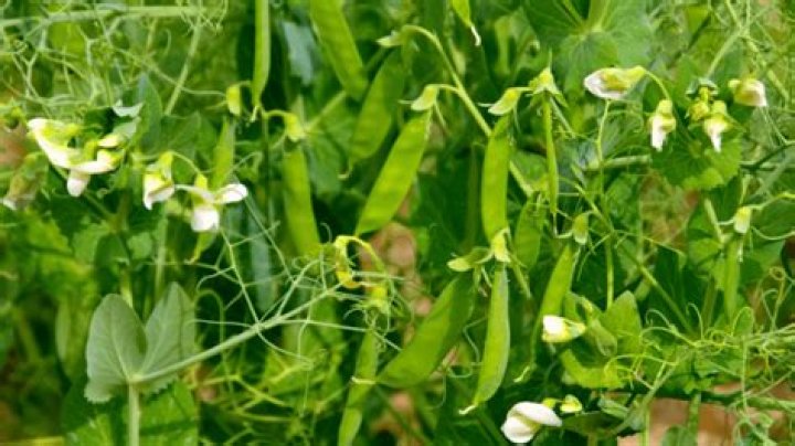 What pea plants did Mendel use? ·