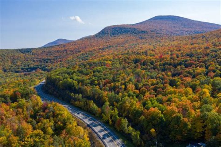 World's oldest forest found in New York's Catskill Mountains