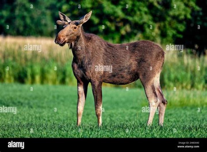 Young Moose |