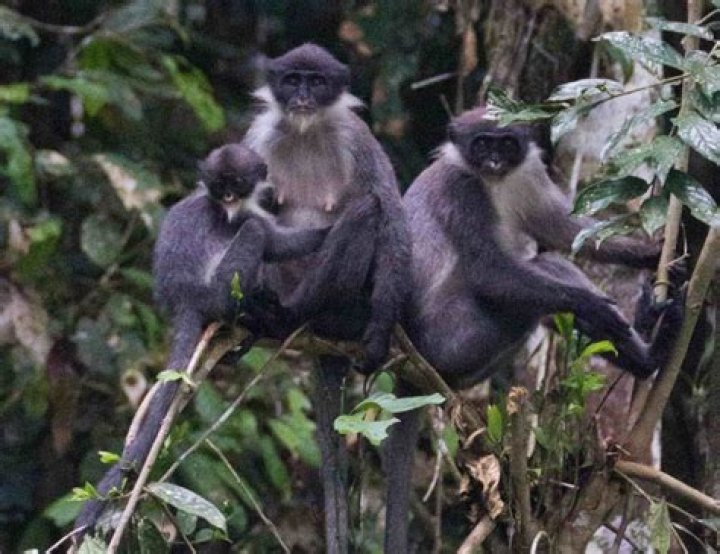 ZBlogY | 'Extinct' monkey rediscovered in Indonesia jungle